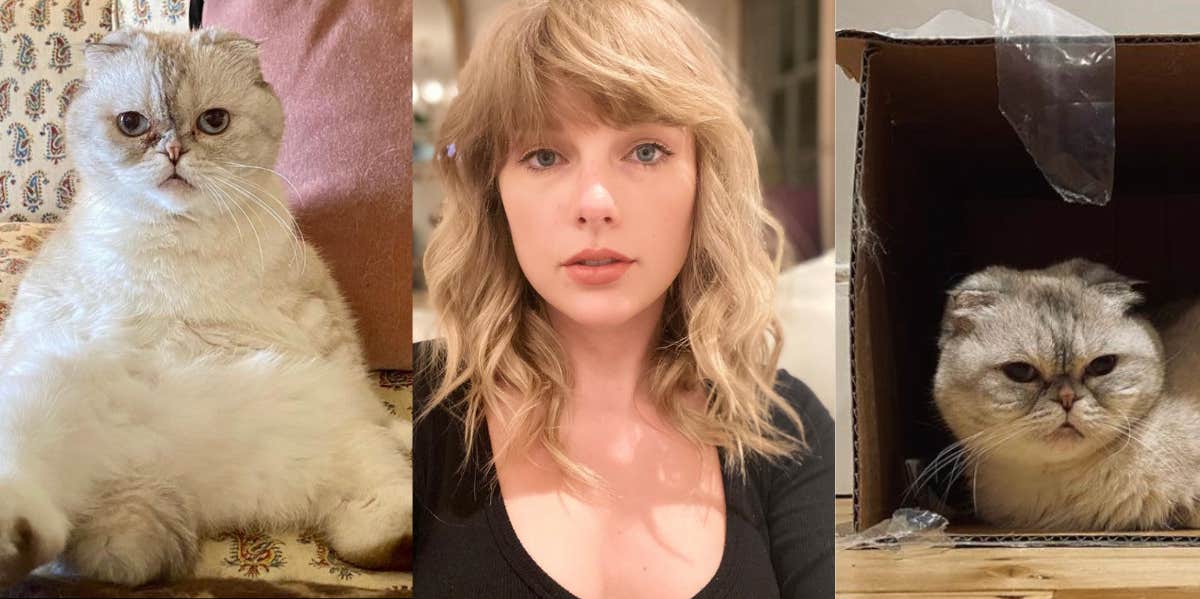 taylor swift and cats