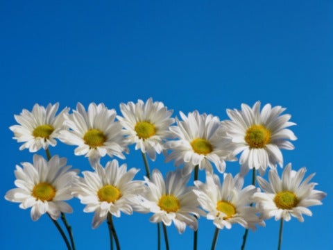 ten daisies blue sky flowers