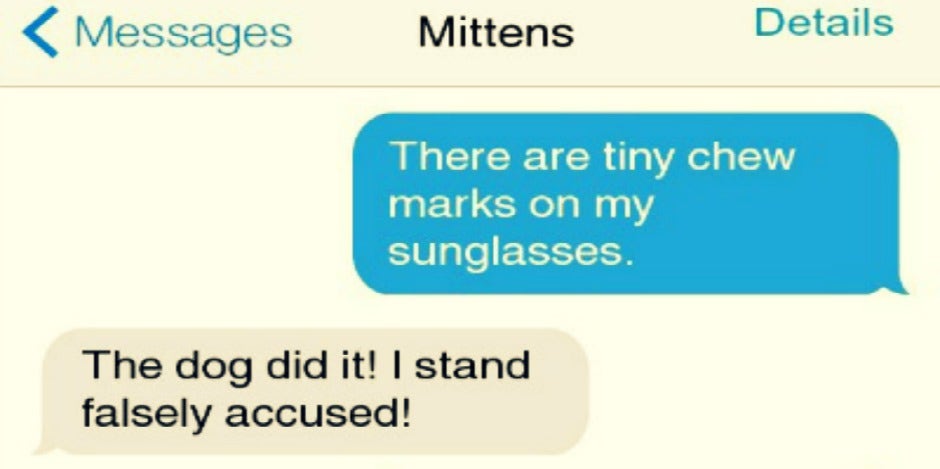If Your Cat Could Text, Here's 12 Messages They'd Send