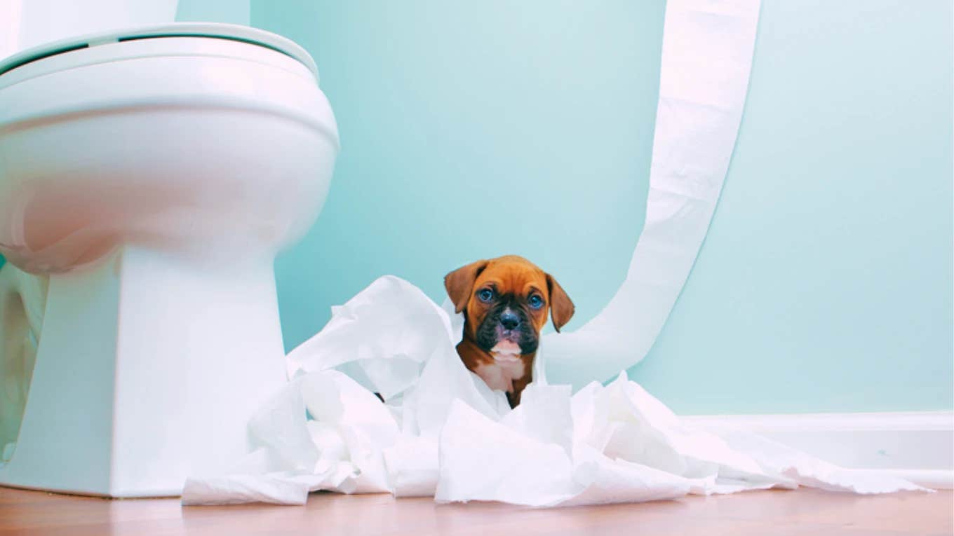 dog followed owner into the bathroom