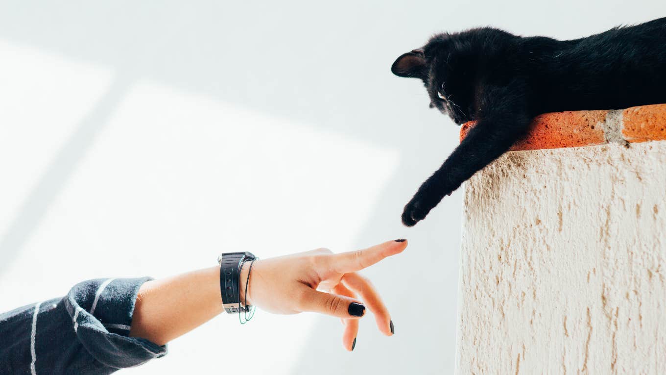 cat reaching out for person's hand