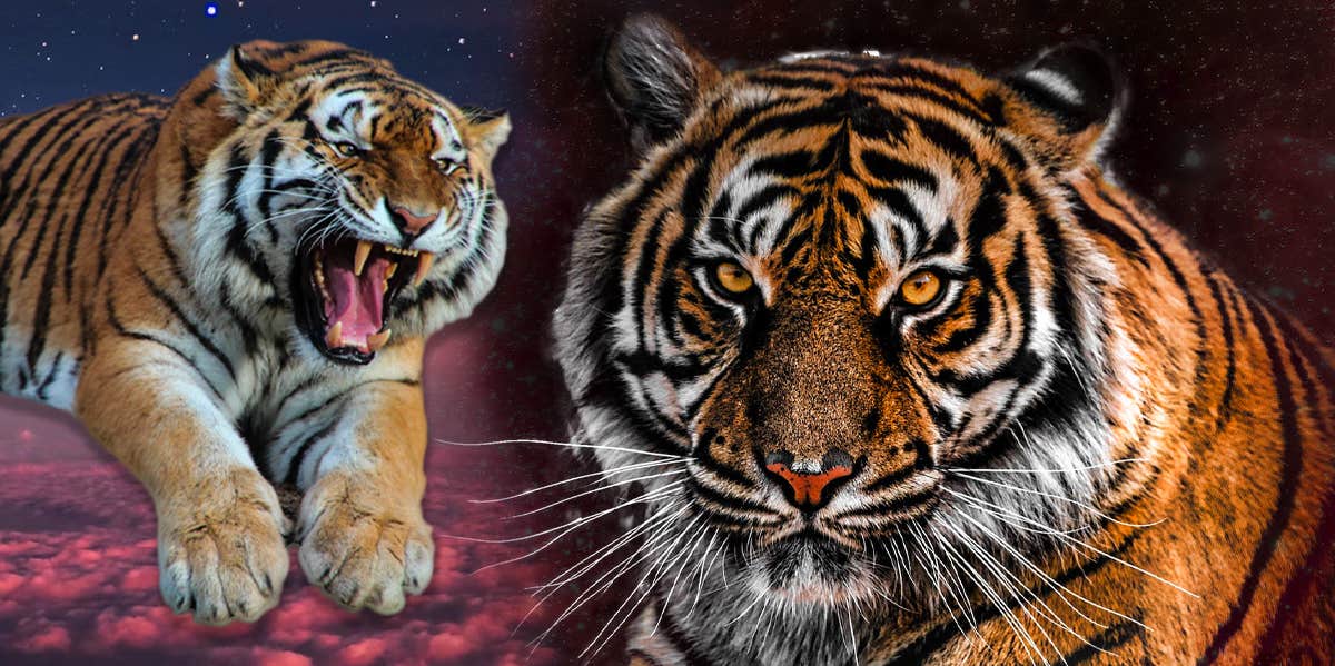 Tiger Symbolism & The Meaning Of A Tiger Spirit Animal | YourTango