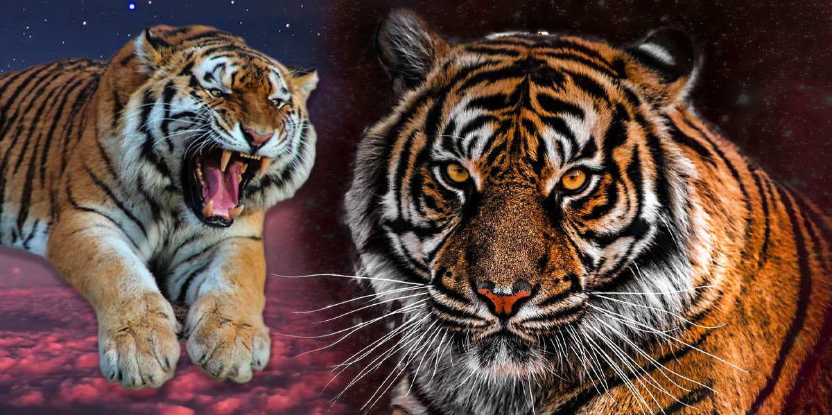 Tiger – Amazing Facts Of The Majestically Ferocious Animal