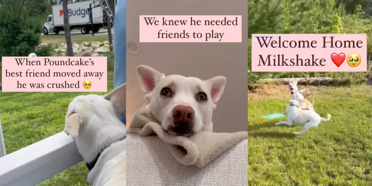 Deaf Dog's Family Documents Journey To Adopt Another Dog Like Him — 'Animals Need Companionship' screenshots of family adopting new best friend for their dog