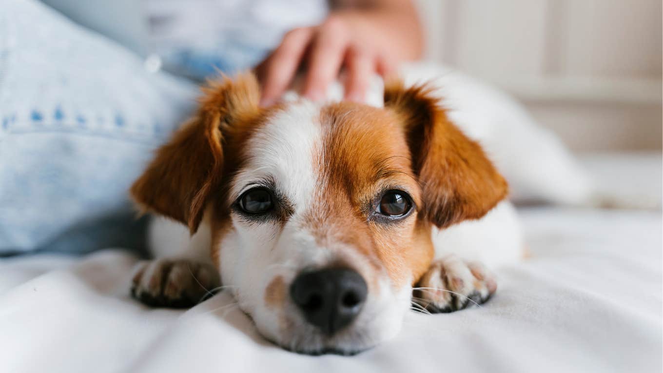 Pet owner petting their tired dog. 