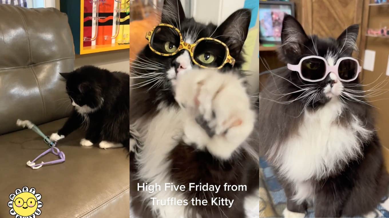 truffles the cat who wears glasses