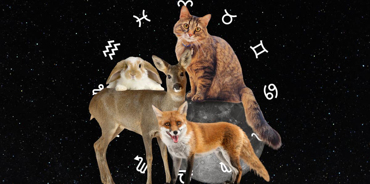 cat, deer, fox, bunny, zodiac sign symbols