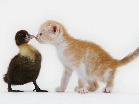 unlikely animal friends unlikely animal friends