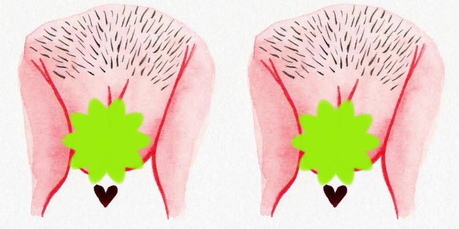 vulva