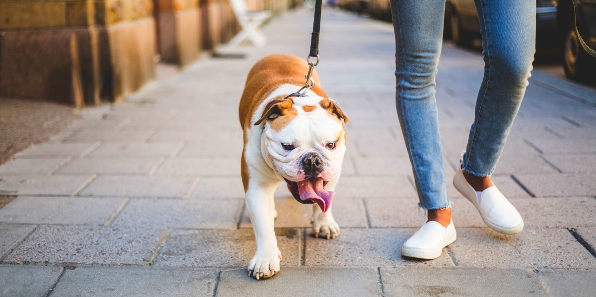 What Do Dogs Dream About? Here's What We Know What Do Dogs Dream About? Here's What We Know