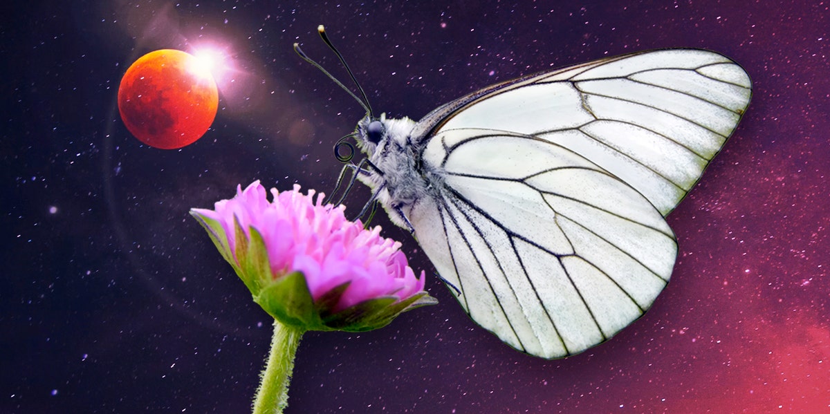 white butterfly