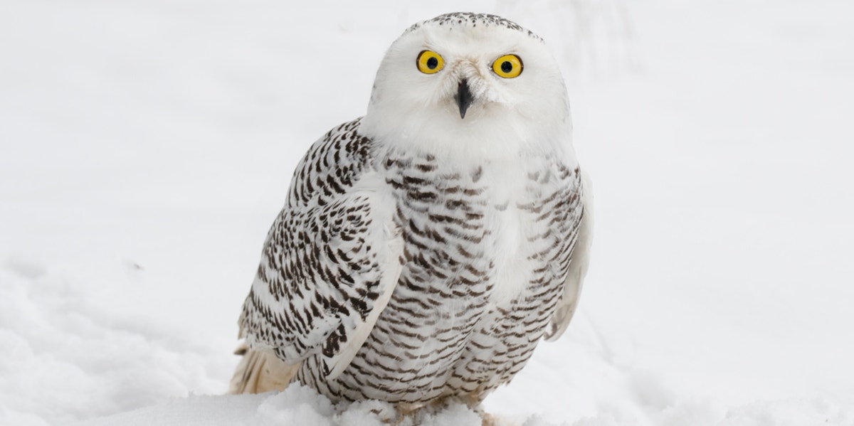 What Does A White Owl Symbolize? Meaning & Spiritual Significance Explained  | YourTango