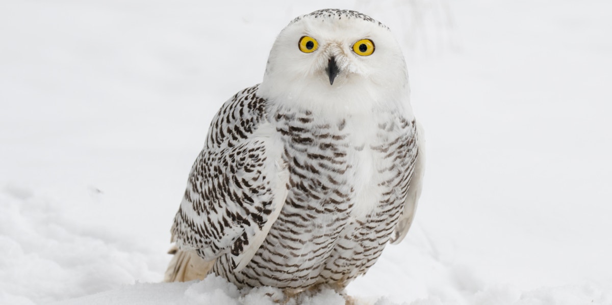 white owl