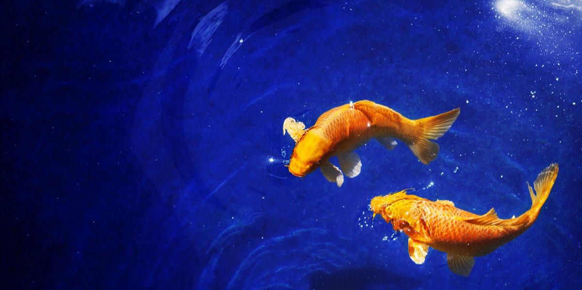 Why Are Pisces Always Alone? Why Are Pisces Always Alone?
