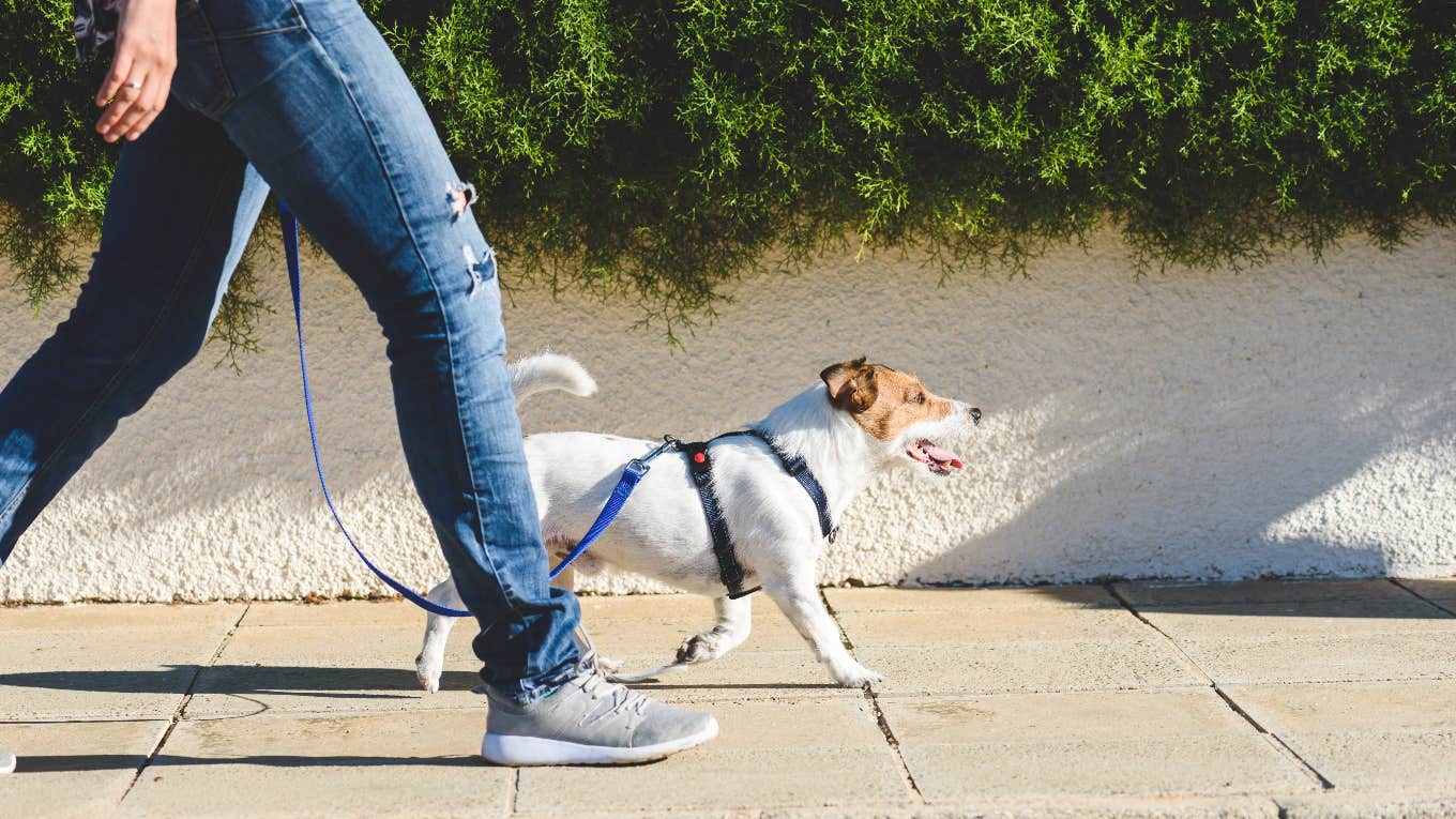 owner taking dog for a walk