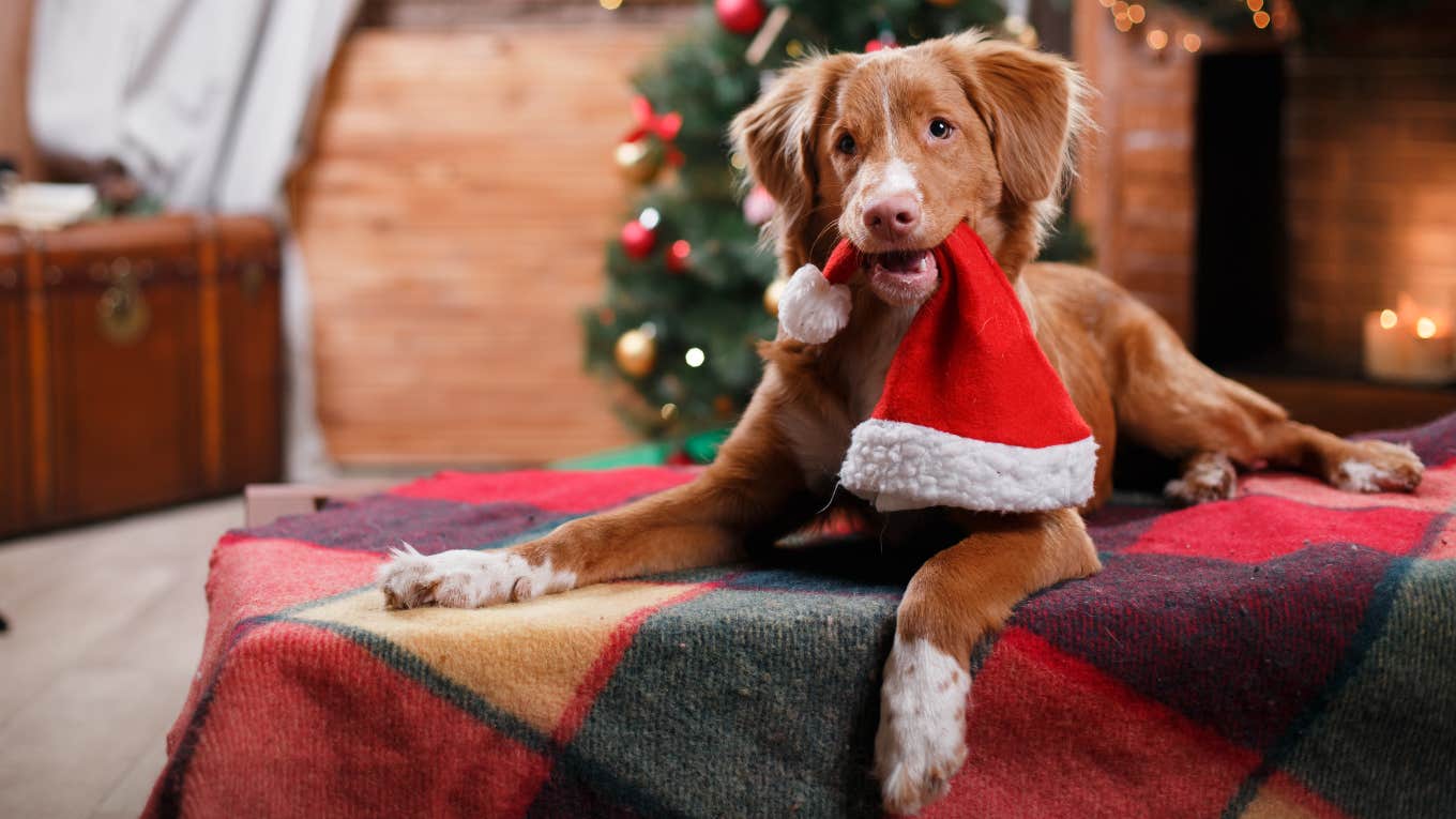 dog, holidays, excitement, love