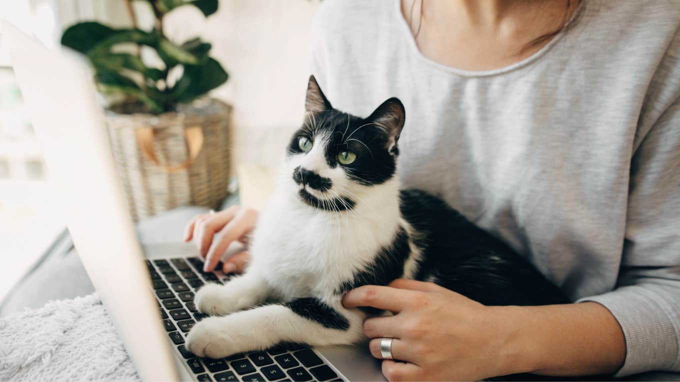 cat, on laptop