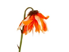 What's The Longest You've Gone Without Sex? wilted flower
