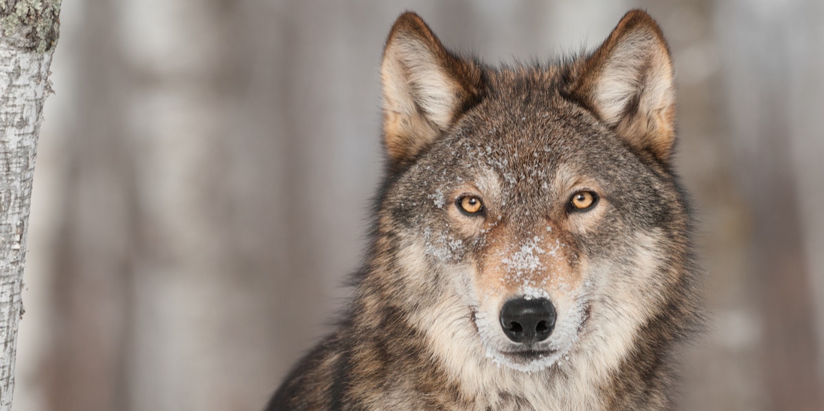 dark brown wolf pup