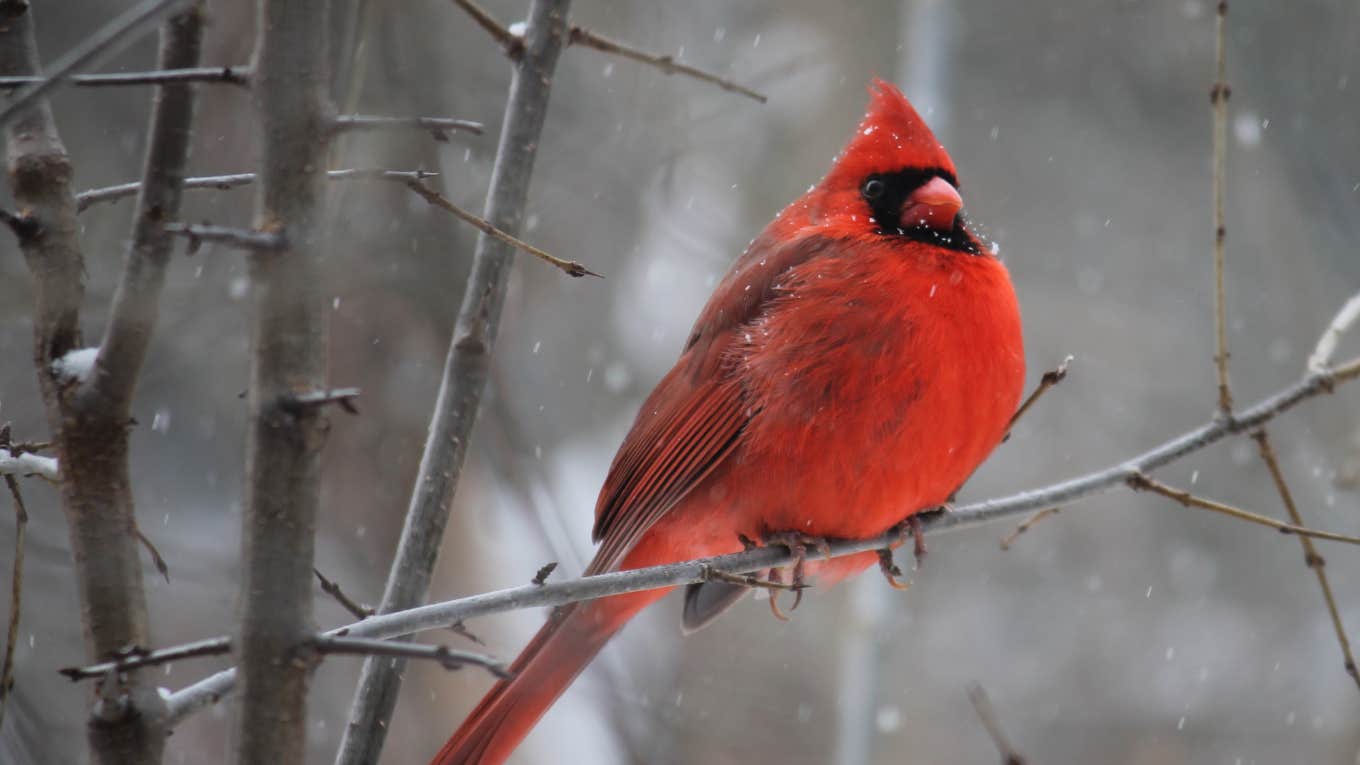cardinal in winter
