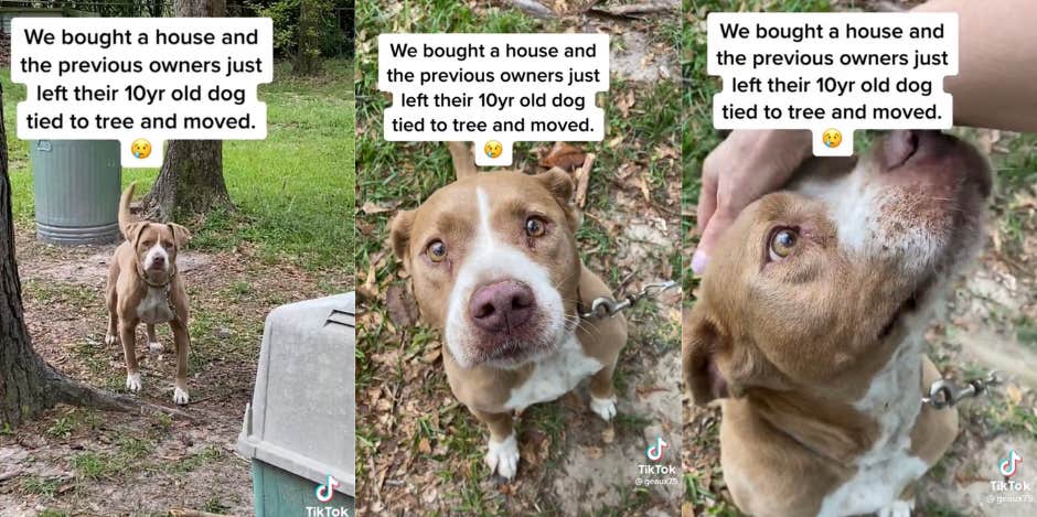 Woman Buys A New Home & Finds Previous Owner's Dog Tied To A Tree — After Reading The Contract She Learns She Has Two New Pets Woman buys new home and finds previous owner's dog tied to tree