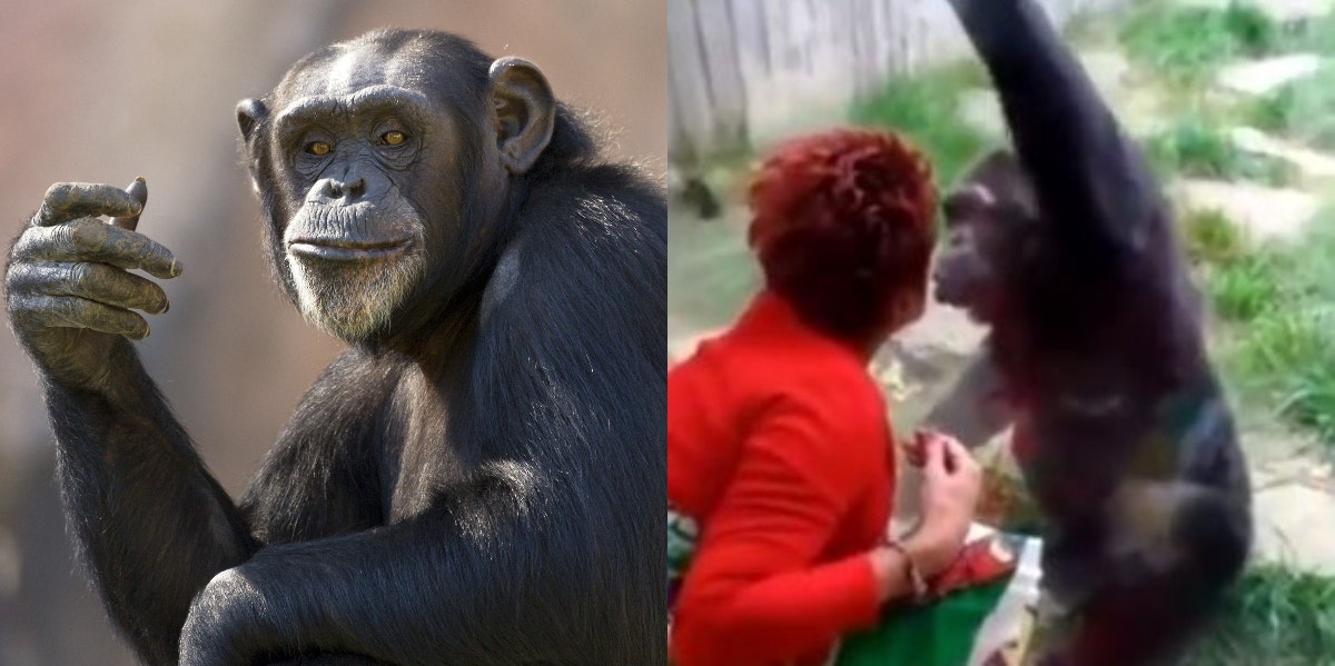 Woman Chimpanzee Affair Belgium