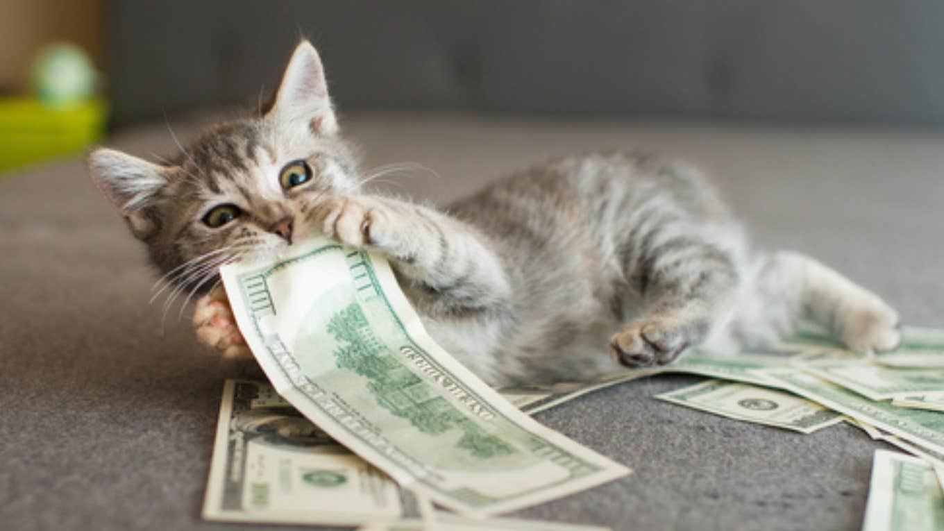cat, biting money