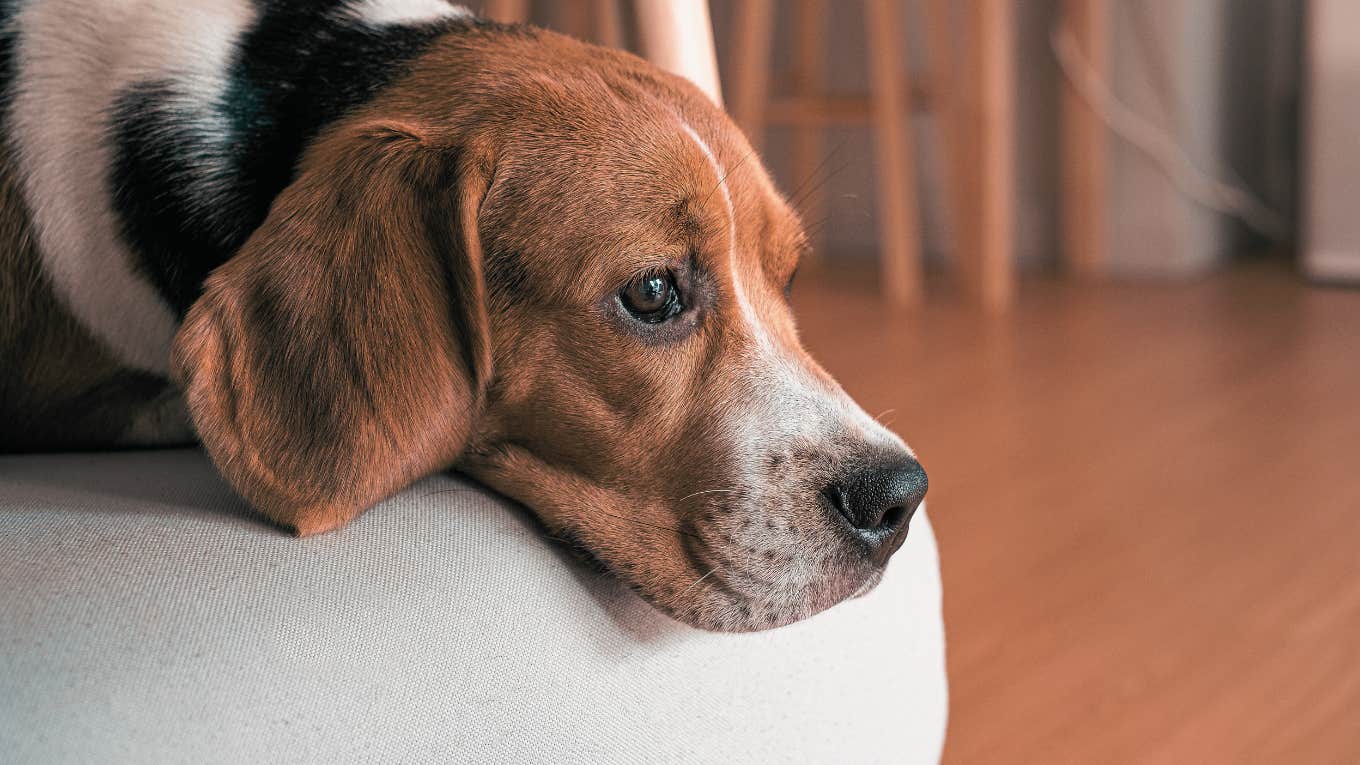 Woman Giving Live Zoom Presentation Has Hard Time Concentrating Due To Her Dog Vomiting In The Background beagle on a living room sofa looking outside