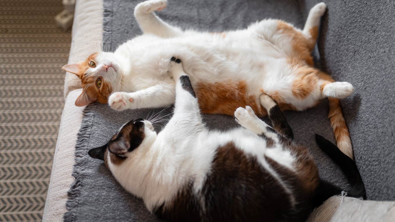 two cats laying on the sofa together