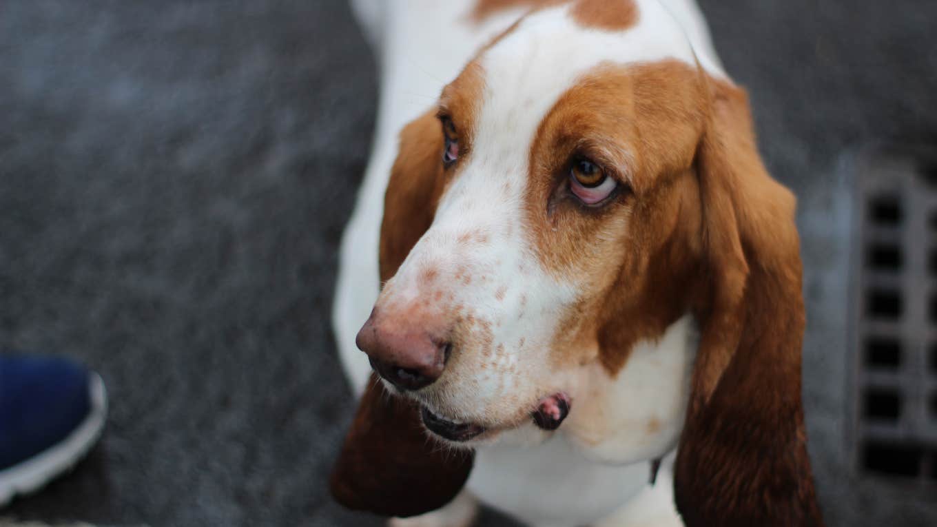 basset hound