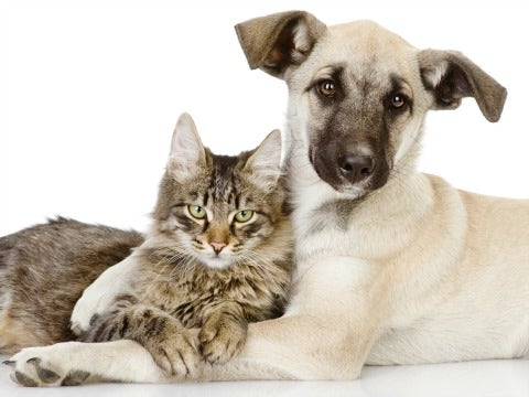 cat and dog