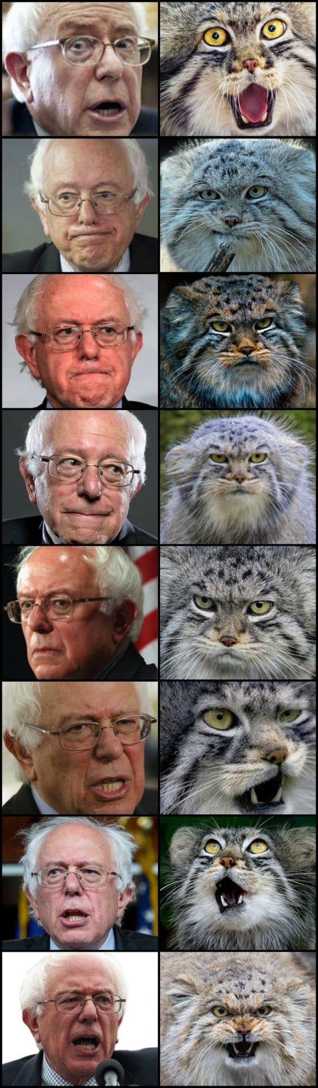Bernie Sanders Memes