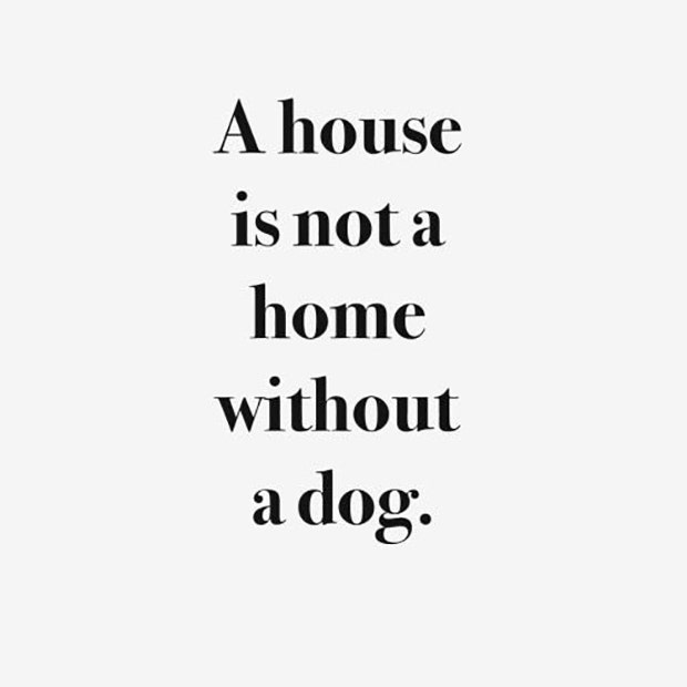 Dogs Are A Woman's Best Friend Quotes