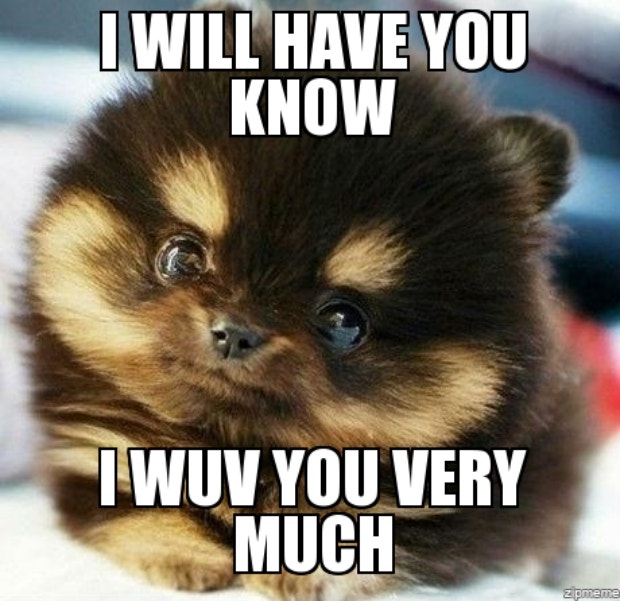 love meme adorable dog