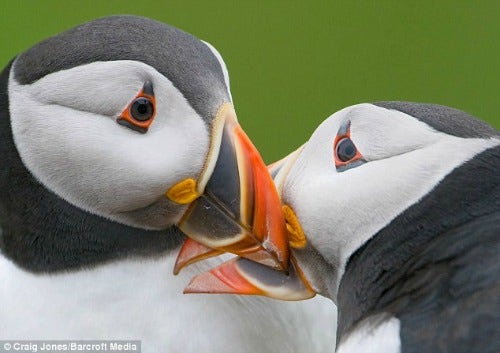 5 Reasons Puffins Win At Love