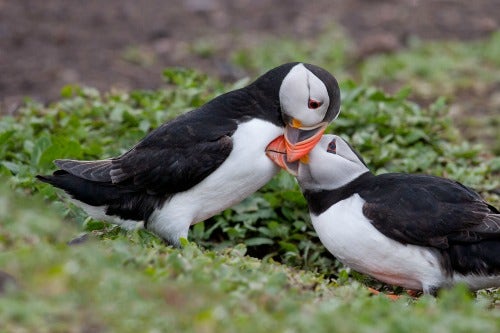 5 Reasons Puffins Win At Love