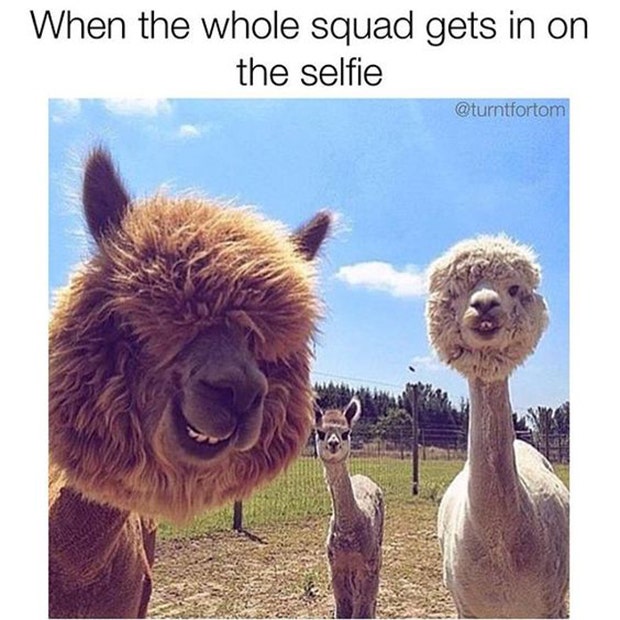 squad goals meme