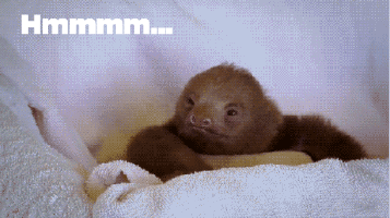 baby sloth fascinating