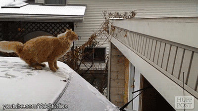 cat jumping in snow