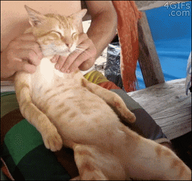 man massages cat