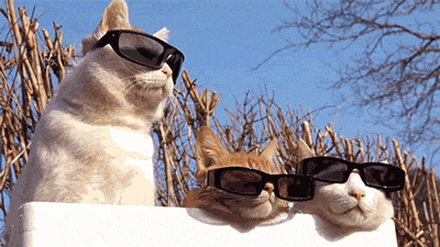 three cats wearing sunglasses