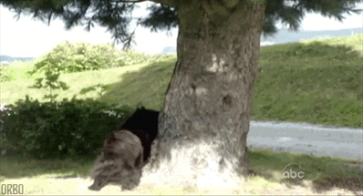 dog chasing squirrel around tree.