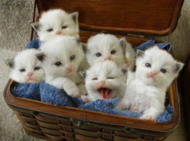 cute kittens