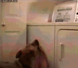 dog doing laundry