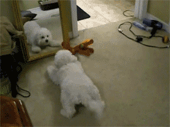 dog playing with reflection in mirror