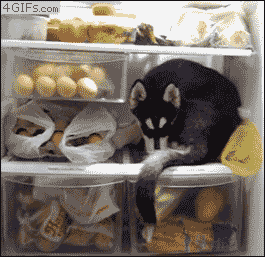 dog in refrigerator