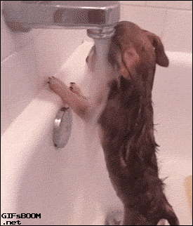 dog under faucet 2