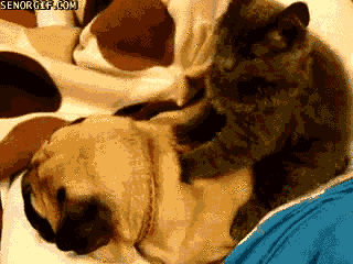 pug getting back rub from cat 4