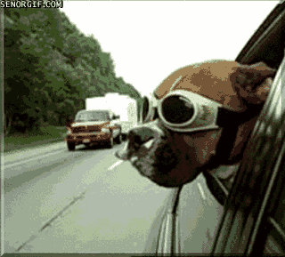 <b> Spontaneous road trips must be planned. </b> Day trips to the beach and vacations abroad are lot less exciting when you have to hire a dog sitter. Not just anyone will do, either. Dog parents only entrust their fur-children with select family members and friends, so you better hope they are available. Spontaneous road trips must be planned.