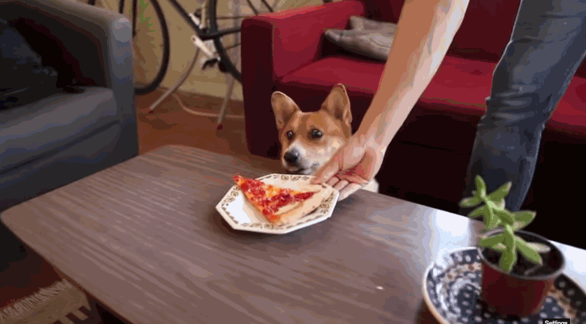 <b> The term “doggy bag” at restaurants was coined so we can take our leftovers home for our pets. </b> You didn’t think you were going to finish your dish the next day for lunch, did you? The term “doggy bag” at restaurants was coined so we can take our leftovers home for our pets.
